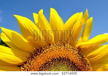 Sunflower_half