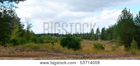 Forest1