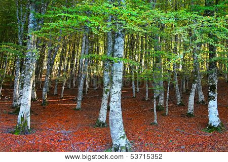 Autumn