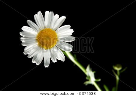 甘菊