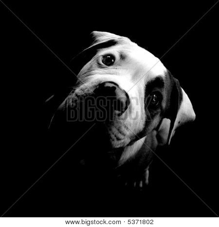 Ojos de perrito