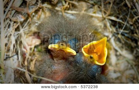 2 つの小さな鳥の巣