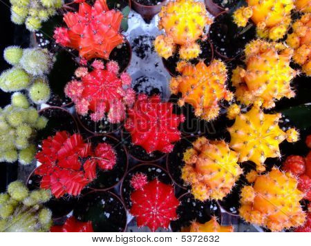 Cactus