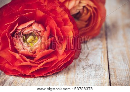 Buttercup Flowers