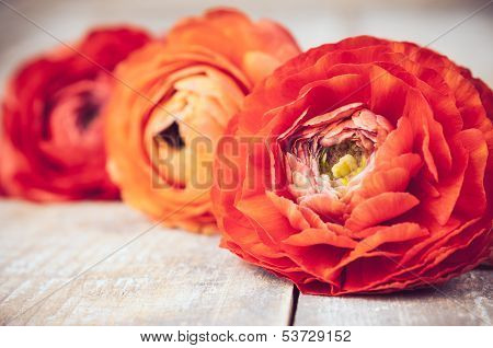 Buttercup Flowers