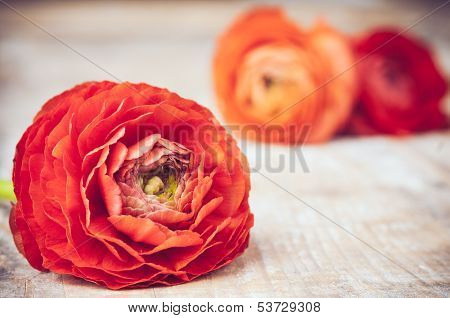 Buttercup Flowers