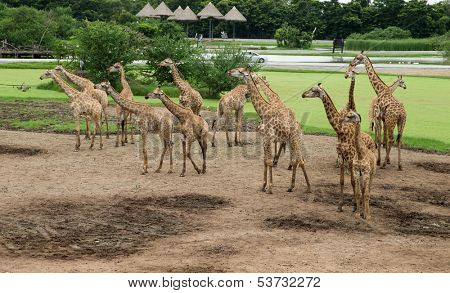 giraffes in the zoo safari park
