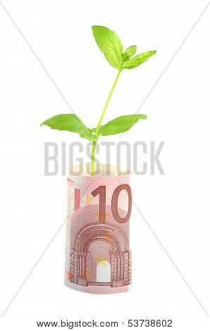 green plant growing out of banknotes isolated on white