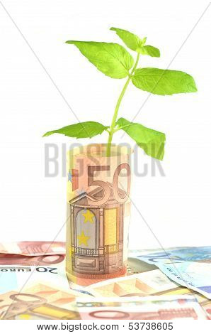 green plant growing out of banknotes isolated on white