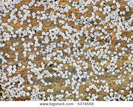 Animaux de la mer sur une Surface rocheuse