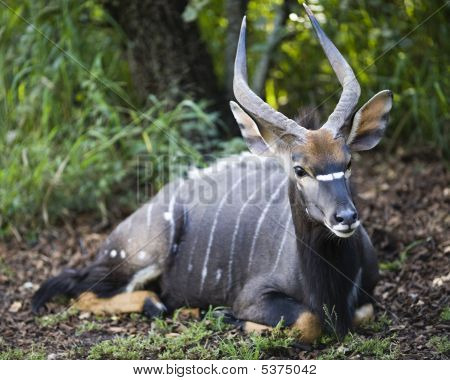 Njala