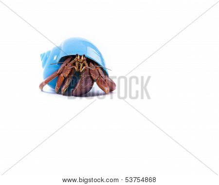 Little Hermit Crab In Blue Shell