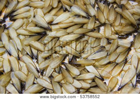 Winged Termite