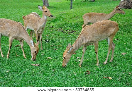 Deer (brow-antlered)