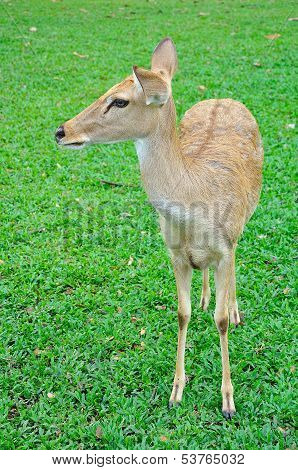 Deer (brow-antlered)