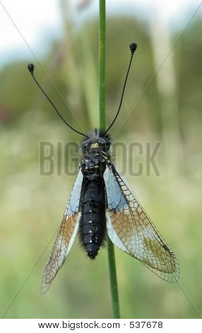 Böcek