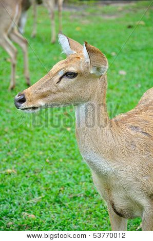 Deer (brow-antlered)