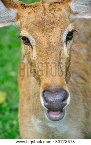 Deer