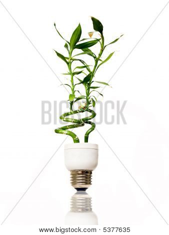 หลอดไฟกับสิ่งแวดล้อม ด้วยไม้ไผ่