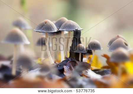 Inkcap - foliage
