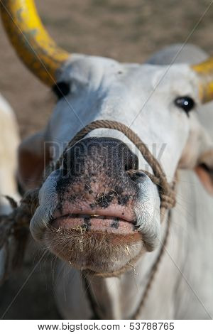 Indian Cow