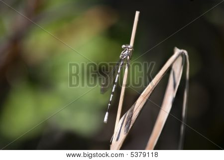 Łątka - Odonata, Argia Vividia
