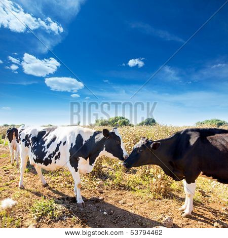 Friesian cows kissing each other in Menorca Balearic Islands