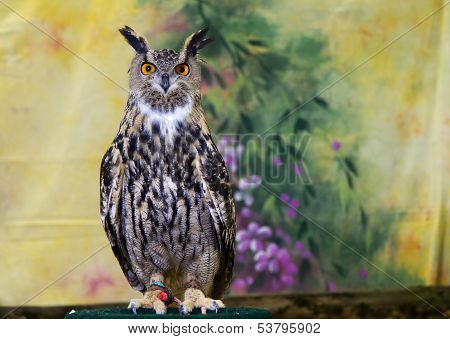 Spotted Eagle-owl
