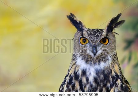 Spotted Eagle-owl