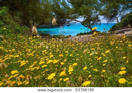 Cala Macarella Ciudadela Menorca turquoise Mediterranean from spring yellow daisy flowers