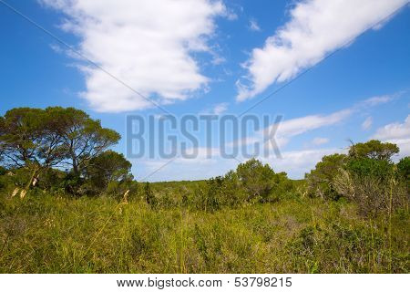 Mediterranean forest landscape in Menorca near Cala Macarella at Balearic islands