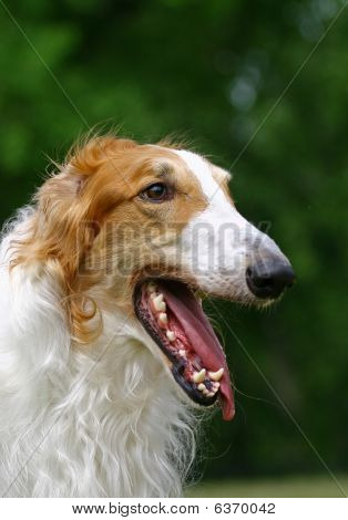 Borzoi ansigt