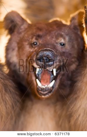 Stuffed Bear show his Teeth