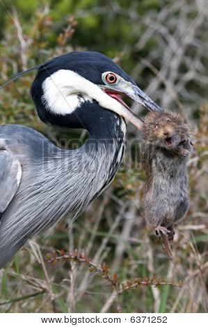 Heron Bird And Rat