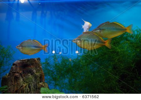 水族館の魚