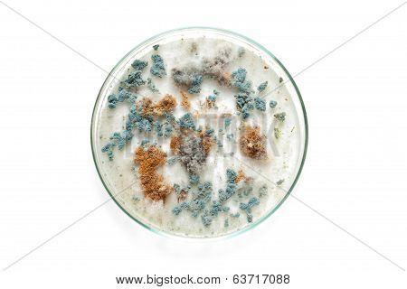 Petri Dish