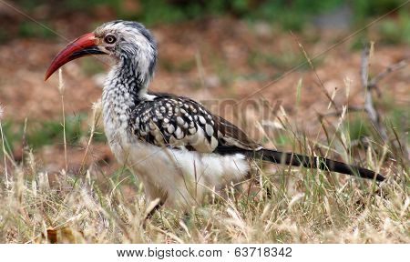 African Red-Billed Hornbill