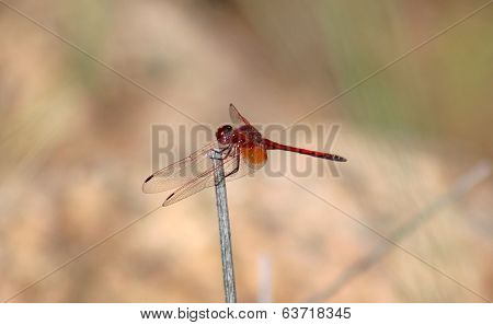 Dragon Fly
