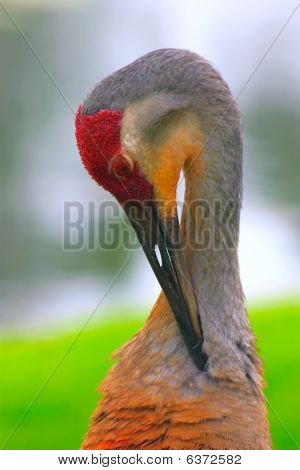 Sandhill Crane, Grus Canadensis