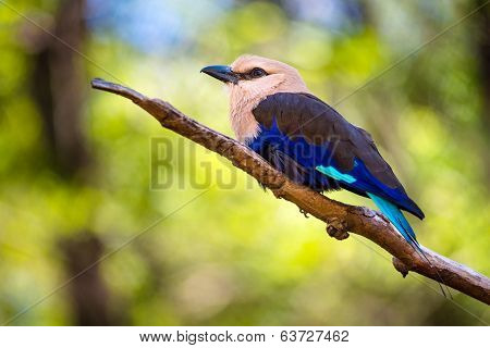 Blue-Bellied Roller (Coracias cyanogaster) perched on a branch