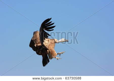 Cape Vulture in flight with wings stretched out