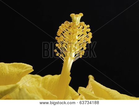 Abstract Hibiscus Pollen