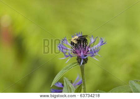 Bumble-bee On Flower
