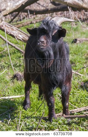 Black Goat