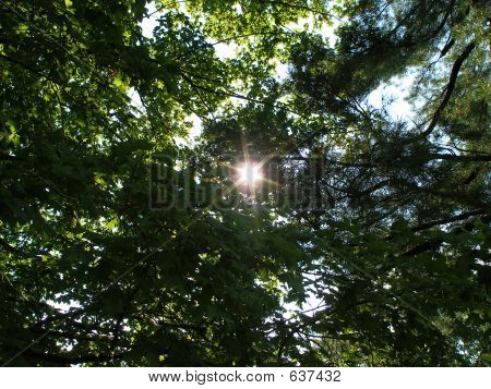 Wald-Sunburst