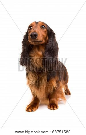 Teckel (dachshund)