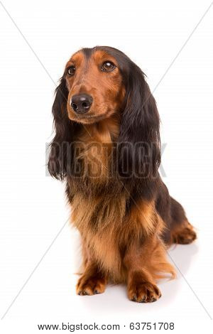 Teckel (dachshund)