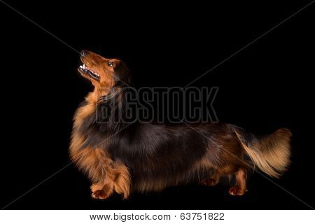 Teckel (dachshund)