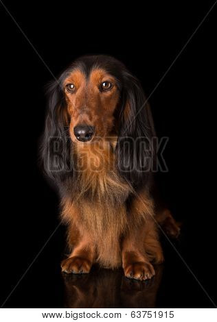 Teckel (dachshund)