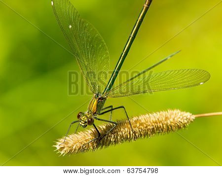 Dragonfly close up